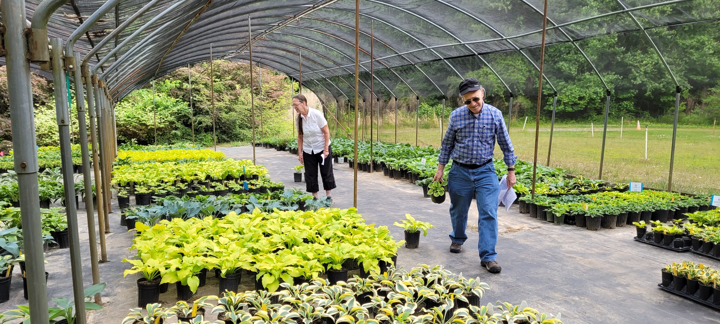 Add some shade : Sustainable Gardening Techniques