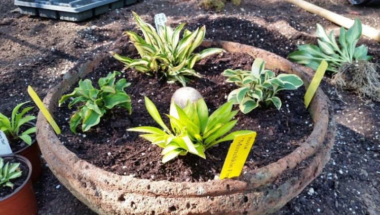Growing Hostas in Containers - Pine Forest Gardens